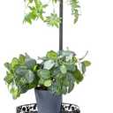 COPREE 2-tier Hanging Plant Stand, Space-Saving Iron Planter Shelves Flower Pot Organizer Rack Multiple Flower Pot Display Holder Shelf Indoor Outdoor Heavy Duty Planter Shelving Unit