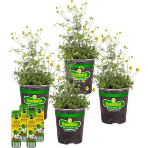 Bonnie Plants Chamomile, Live Plants, with Miracle-Gro Pour & Feed Singles Ready-to-Use Plant Food, 4-Pack, 19.3 oz.