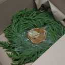 20" Norfolk Pine Wreath for Front Door, Real Touch Faux Greenery Christmas Holiday Wreaths, Artificial Evergreen Cypress Pine Greenery Decorations Indoor Outdoor Home Decor (Green-Norfolk)