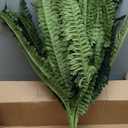 Ashland Boston Fern Bush Fern Collection