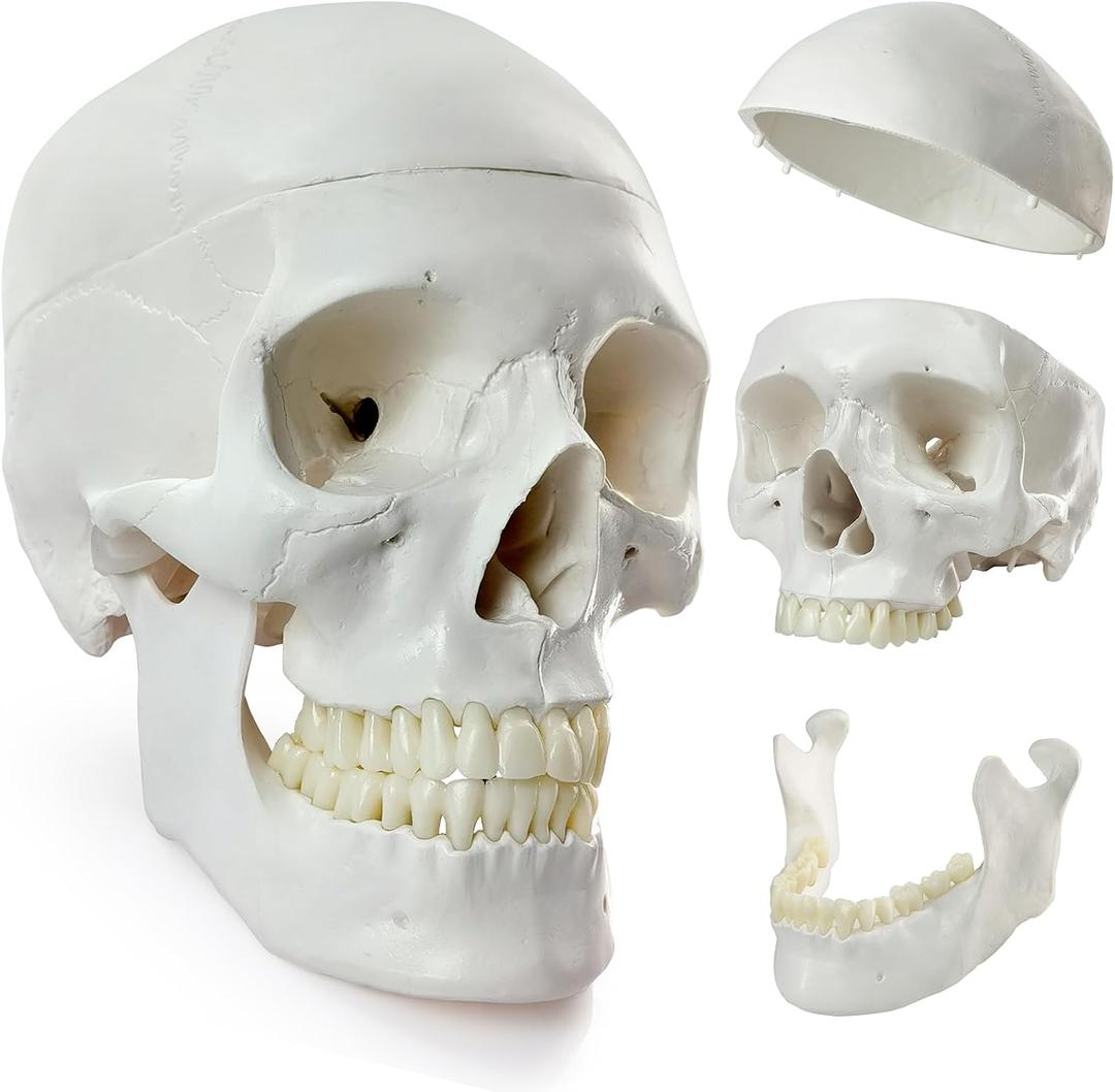 HADWYN 2026 New Human Skull Model, Life Size Medical Anatomy Anatomical Adult Model with Removable Skull Cap and Articulated Mandible, Full Set of Teeth