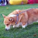 Downtown Pet Supply BRD-SLP-LDS-48PK Durable Braided Poly Dog Slip Leads, 5 Feet