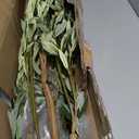 Kazeila Artificial Olive Tree 6FT Tall Faux Silk Plant for Home Office Decor Indoor Fake Potted Tree with Wood Branches and Fruits