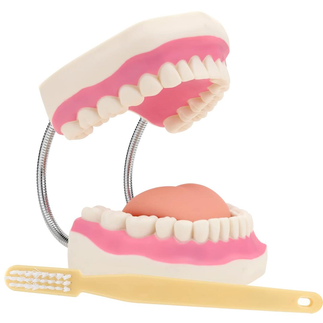Giant Teeth Dental Demonstration Model with Toothbrush, Enlarged 6 Times Standard Size Mouth Model, Denture Teaching Model for Teaching and Study