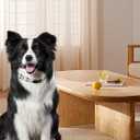 Adjustable Dog o Pull Collar for Small Medium Large Dogs