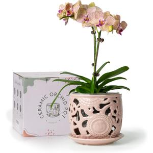 HERDUK Ceramic Orchid Pot, Orchid Pots with Drainage Holes & Saucer 6.5 Inch,Orchid Pot for Repotting Indoor, Orchid Containers with Precise Aeration & Drainage
