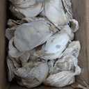 Homaisson 60 PCS Oyster Shells for Crafts, Large Oyster Shells for Decor, Natural North Sea Origin, 4~5 Inches Natural Design, Ideal for Aquarium Landscaping, Crack-Free Surface