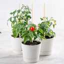 Frcctre 200 Pack 16 Inches Bamboo Plant Stakes, Bamboo Plant Sticks with 200 Pcs 4" Wires, Plants Garden Sticks Wooden Sign Posting Garden Support for Tomatoes, Floral, Potted Plants, Crafts