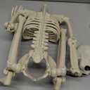 36" Skeleton Halloween Decorations, 3ft Life Size Human Skeleton with Full Body Movable Posable Joints Skeleton, Halloween Skeletons with 20 Spiders for Yard Haunted House Props Indoor Outdoor Decor (1 PCS)