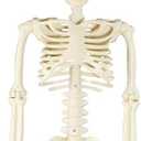 Eyglajdd 36in/3ft Halloween Skeleton Decorations,Plastic Full Body with Movable Joints Skeleton for Halloween Props Decor