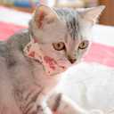 Pipidog Cat Collar Breakaway with Bell and Accessories, Printing Kitten Collar Bowtie for Kitty 19 Colors Adjustable 7.5-11in(Watermelon)