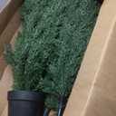8 Feet Pre-Potted Evergreen Outdoor Artificial Cedar Tree for Front Porch Decor, Outdoor Entryway Decor Fake Tree, Tall Faux Tree with UV Resistant Coating (2 Pack)