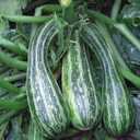 9 x 30+ Seeds Cocozelle Zucchini - Vegetable Green