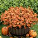 Lnoicy 20 Bundles Artificial Fall Mums,Faux Plants for Decoration,Plastic Flowers for Indoor Garden/Wedding/Farmhouse (Fall Orange)