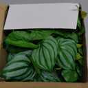 Woyrise Reptile Plants for Terrarium Decor, Ball Python Tank Accessories fit Bearded Dragon Crested Leopard Gecko Lizard Chameleon Snake Frog Tortoise Hermit Crab - Fake Calathea Orbifolia