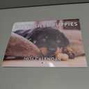 Rottweiler Puppy Calendar 2026 Wall 12 Month Monthly Rottie Puppies Rottweilers Gifts For Rottweiler Lovers Women Men Mom Dad | American Made In The USA