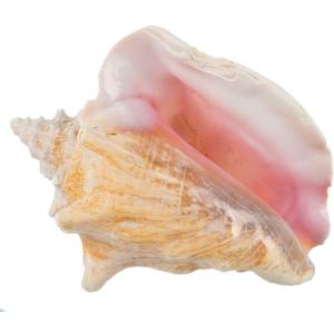 Nautical Crush Trading Conch Shell Decor - Seashell Decor - Imperfect (8-10in) Large Sea Shell - Shells for Decoration - Large Seashells for Craft - Magic Conch Shell Room Decor