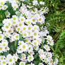 24 Bundles Artificial Daisy Flowers for Outdoor - Fake Mums Faux UV Resistant Daisies Plants Florals for Home Garden Patio Front Porch Outside Decorations - Pink