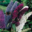 Seeds Butterfly Bush Giant Mix Buddleja Perennial Flowers for Planting 1000 Seeds