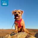Best Pet Supplies Voyager Step-in Air Harness - All Weather Mesh, Reflective, No Pull Harness for Dogs, Cats - Secure with Hook & Loop Fastener, Buckle, Double D-Rings - Red, XS