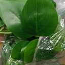 Sggvecsy Fake Hanging Plants 4 Pcs Artificial Hanging Plants Fake Ivy Vine Faux Pothos Vines Artificial Ivy Leaves Greenery Plant for Room Patio Home Indoor Outdoor Shelf Wall Garden Decor(No Baskets)