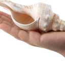 SINKOO 2PCS Conch Shell Large Natural Seashells Perfect for Fish Tank Wedding Decor Beach Theme Party Home Decorations