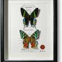ArsVenciik Real Framed Moth Specimen Duo - Preserved Sunset & Urania Taxidermy - Metallic Rainbow Shadow Box Wall Art - Handmade Insect Decor & Gift for Butterfly/Moth Lovers