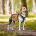 Dog Knee Brace for torn acl hind leg with Adjustable Hinge Stabilizer, Dog back brace for Osteoarthritis, Dog leg brace Support for Cruciate Ligament Injury,Recovery After,Patent Pending(Right Leg,L)
