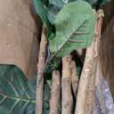 Nearly Natural 6ft Fiddle Leaf Fig Artificial Tree with 6 Natural Trunks, 270 Lush Green Leaves