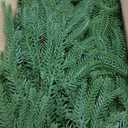 Hananona Artificial Norfolk Pine Garlands, Real Touch Winter Pine Garland, Green Artificial Greenery Garland for Table, Mantle, Wall, Indoor, Outdoor Christmas Decorations (2, 6 FT)