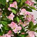 Artificial Bougainvillea Tree -5FT Faux Bougainvillea Tree with Realistic Flowers, Tall Fake Flower Tree for Indoor or Outdoor Decor, Silk Floral Plant for Living Room, Porch, Garden (Pink/White)