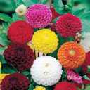 3 x Seeds Dahlia Pompon Mix Annual Beautiful Flower Non GMO