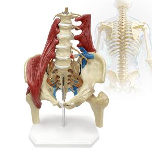 Lumbar Spine Model with Nerves, Female Pelvis Model Anatomy 1:1 Life Size Nerves Hip Joint Muscle Model Removable Movable Femur Heads Product Manual Card for Medical Education Study