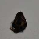 Amazon.com : ZQIAN BEAUTY 10 Inch Ponytail Extension - Straight Pony Tails Hair Extensions, Claw Clip Ponytail Extension, Synthetic Hair Extensions Ponytail, Clip in Ponytail (Color: Brown with Blonde Highlights) : Beauty & Personal Care