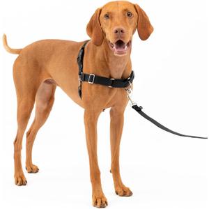 PetSafe Easy Walk Harness for Dogs - Pull-Free Walks - Patented Martingale Loop Design - Front Chest Leash Attachment - Comfort Straps - Breathable Harness Design - Medium, Black/Silver PetSafe Easy Walk Harness for Dogs - Pull-Free Walks - Patented Martingale Loop Design - Front Chest Leash Attachment - Comfort Straps - Breathable Harness Design - Medium, Black/Silver