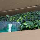 ODTORY Artificial Plant Wall Roll: 40X120 in (33.5 sqft) UV-Anti Ivy Privacy Fence Screen Faux Greenery Panels Backdrop Boxwood Ivy Vine Leaf Hedge Fence for Indoor Outdoor Green Decor