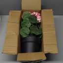 Briful Artificial Geranium Potted Plant 16 Tall, Realistic Silk Flowers with Vibrant Green Leaves, White Geraniums Fake Flowers for Outdoors Home Dcor, Wedding Farmhouse Office Tables Decor, Pink