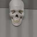 HADWYN 2026 New Human Skull Model, Life Size Medical Anatomy Anatomical Adult Model with Removable Skull Cap and Articulated Mandible, Full Set of Teeth