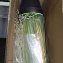 Jexine 2 Pcs 5 ft Tall Artificial Grass Plant Potted Artificial Greenery Floor Plants Faux Pampas Grass Tall in Pot for Housewarming Gift House Garden Bathroom Lobby Outdoor Decoration