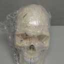 QWORK Human Skull and Brain Anatomy Model, 11 Parts, Life Size, Numbered, Anatomically Accurate, for Science Medical Teaching Learning