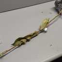 Perfect Plants Little Gem Magnolia Live Plant, 2-3', Includes Care Guide