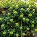 10 x Climbing Rose Seeds for Planting - 300+ Mix Climbing Rose Rosa Bush Vine Climbing Flowers Seeds