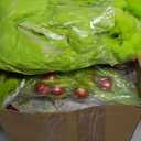 Leitee 109 Pcs Christmas Tree Decorations Lime Green Red Peppermint Candy Ball Ornaments Elf Christmas Tree Picks Swirl Glitter Xmas Stems Polka Dots Bow Home Faux Fur Ribbon for Holiday Party Decor