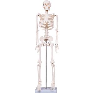 breesky Scientifc Human Skeleton Model for Anatomy, 33.4 Skeleton Model with Metal Stand, Removable Arms&Legs for Student to Study Human Skeleton Anatomy System, Halloween Decor, Manual Included