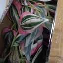 DILATATA Fake Hanging Plants Artificial Hanging Plants 26" Faux Wandering Jew Hanging Leaves Plants for Wall Shelf Home Indoor Outdoor Decor - 2 Pack