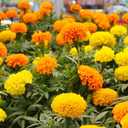 2 x Seeds Marigolds Sugar Mix Tagetes Annual Flowers for Planting