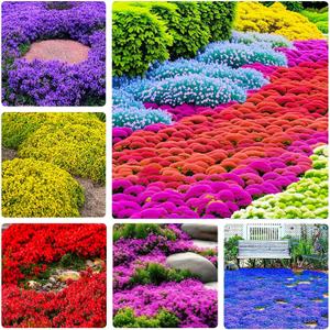 5 x 5200+ Mix Creeping Thyme Seeds for Planting - Drought-Tolerant, Perennial Ground Cover, Attracts Pollinators, Low-Maintenance (EXP 11/25/26)