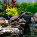 Aquascape Turtle On Log Spitter Fountain for Pond and Garden, 78371, 
Product Dimensions	12"L x 6.25"W x 8"H
Item Weight	1.88 kg