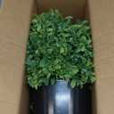 Set of 2 Artificial Boxwood Topiary Ball Trees for Front Door - Realistic Faux Aglaia Odorata Bush with Pot, Fake Eucalyptus Leaves Potted Plants for Porch Farmhouse Outdoor Decor (Green)