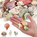 WEOXPR 200 Pcs Sea Shells Bulk Mixed Ocean Beach Seashells for Kids, Various Sizes Natural Sea Shell for Crafts, Home Decorations, Beach Theme Party, Wedding Decor, DIY Crafts, Crafting Shells